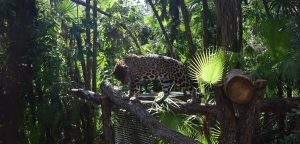 Belize Zoo & Cave Tubing